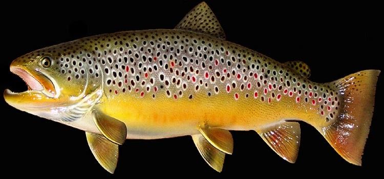 C: Users Home Images 2016-01-types-of-colorado-fish-brown_trout_mount-Copy.jpg