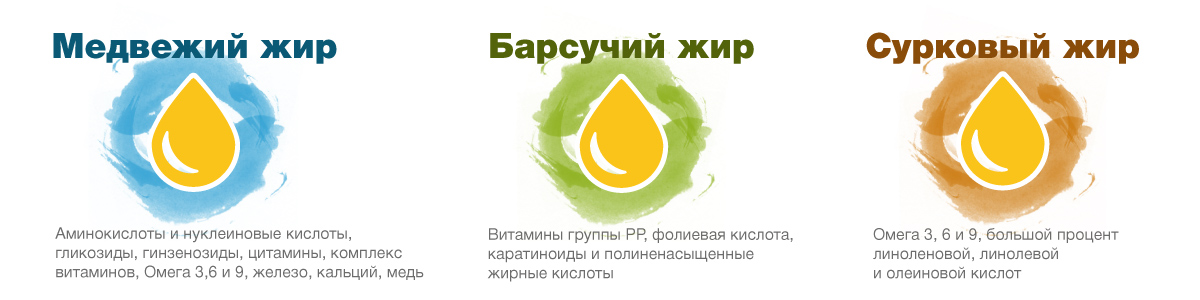 Жирный сурок барсук медведь