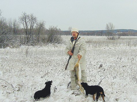 Из опыта охоты на зайца. Фото автора